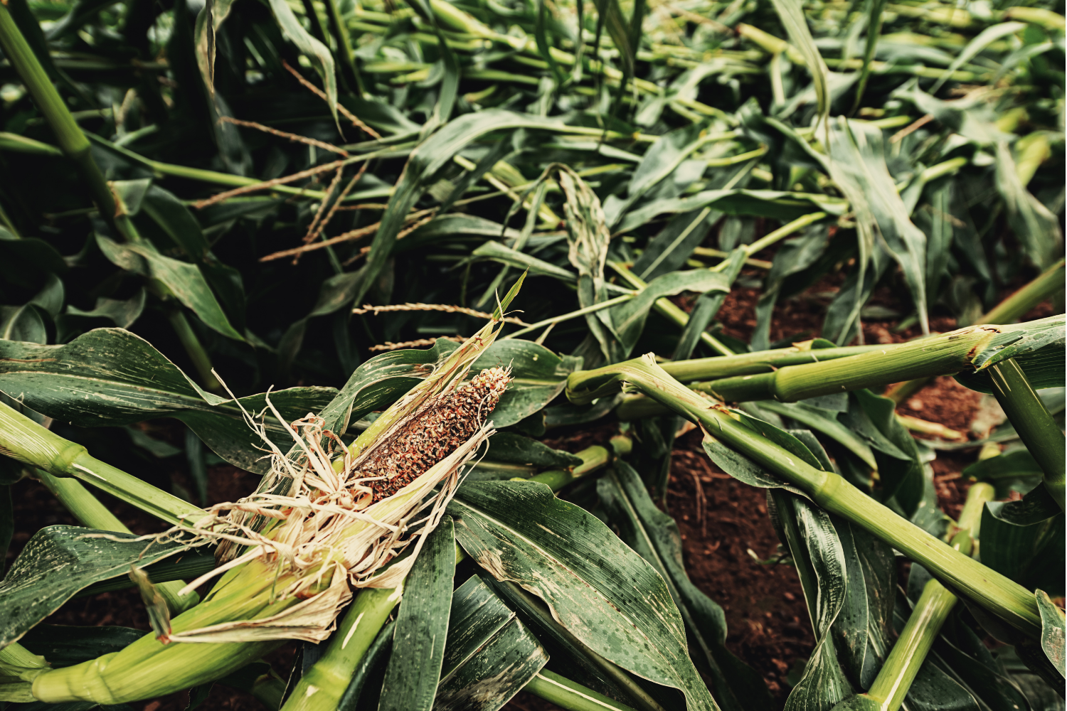 windstorm in cornfield